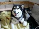 Zoe Derfler in Whelping Box