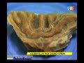 Kalimah Allah terdapat pada Daging Qurban di PPR Jalan Jelatek, Kuala Lumpur ditemui oleh seorang OKU, En. Janudin. Kejadian berlaku ketika Ibadah Qurban musim 1428H dilaksana.