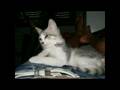 videos de dolce spillo
