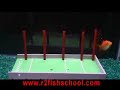 Trained Goldfish Does the Slalom