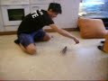 schnelle Bartagame Rambo