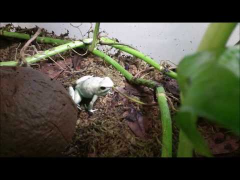 YouTube reptile video