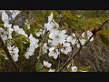 Ado Mizumori - Pennies From Heaven