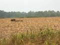 wild hog and babies running