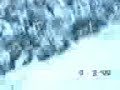 Slippery_Cow.3gp Slippery_Cow.3gp
