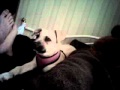 Dog gets high, so funny! - YouTube