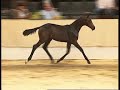 Querido BS v. Quaterback - Conteur Querido BS v. Quaterback - Conteur