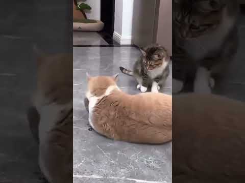 Интерактивная игрушка для кошек летающая птичка воробей для кота птица машет крыльями USB - фото 1 - id-p2543349981