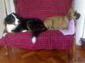 Asia e Luna (Bovaro Bernese e Boxer)