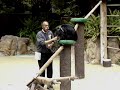 Jungle Love