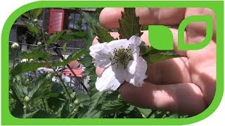The blossom of blackberry Navaho Bigandearly