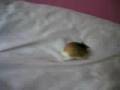My cute little chubby hamster!