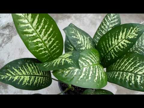 how to replant a dumb cane plant