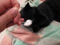 kitten destroys a tampon