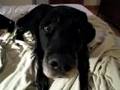 My Dog Hercules