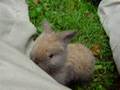 Baby Bunny