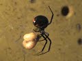 Black Widow nets two grubs at once Black Widow nets two grubs at once