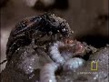 burying beetles