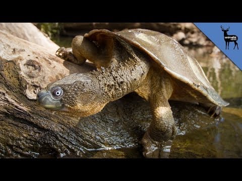 These Animals Breathe Through Their Butts!