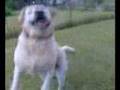 Labrador Retriever video