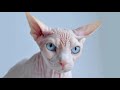 Chats (Saison 1 Épisode 20)