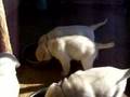 Labrador Retriever video