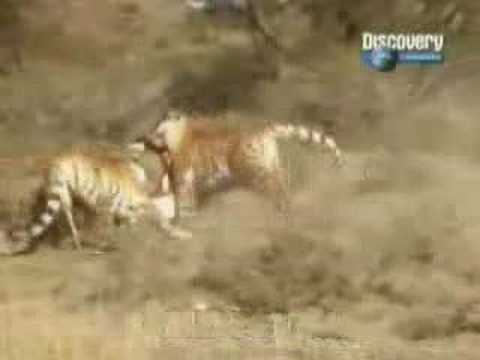 jaguar vs tiger