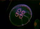 Montare Medusas Kinisi -Motion exp.2