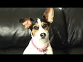 004: Marley and Zoey\