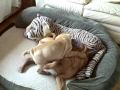 shar-pei Weston with Wylie and mom Uma