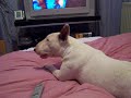 lara bull terrier déjanté