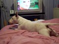 lara bull terrier déjanté
