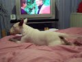 lara bull terrier déjanté