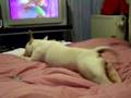 Bull Terrier Inglés video