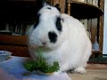 Usagi Eating Parsley
