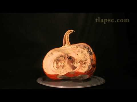 how to keep pumpkins from rotting on the vine