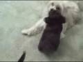 videos de ginger 9-20