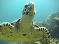 Diving in Phi Phi 1