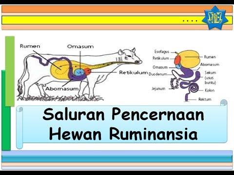 Ternak Ruminansia Dan Non Ruminansia Ruang Lingkup Peternakan