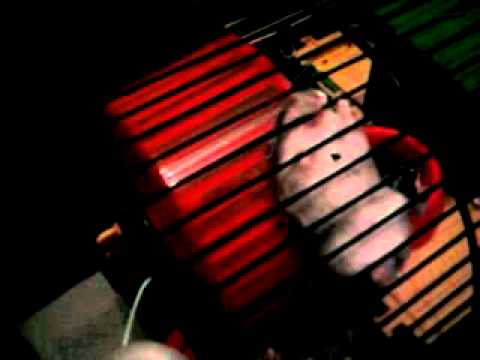 Chomik gryzie klatke.mp4 chomik