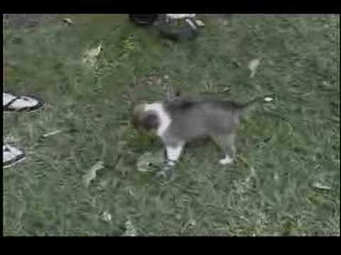 Makenna the Shetland Sheep Dog 2