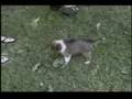 Makenna the Shetland Sheep Dog 2