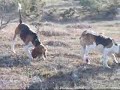 beagle tav?an izinde beagle tav?an izinde