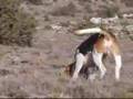beagle tavşan izinde