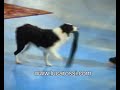 Scommettiamo Che - Lorien ( Centro Studi del Cane ) Scommettiamo Che - Lorien ( Centro Studi del Cane )