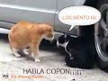 El Reclamo del gato traicionado