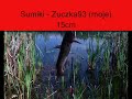 Zuczek93 - W?gorz,Sumiki,Karpie (W?dkarstwo) Zuczek93 - W?gorz,Sumiki,Karpie (W?dkarstwo)