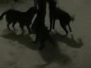 Flatcoated youngsters playing in the snow