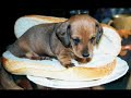 Baha Men - Who Let the Dog Out (by OnRi)