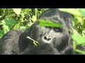 Gorillas in Bwindi: \"Silverback\"